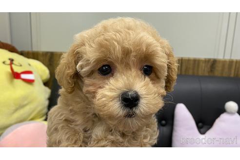 成約済の兵庫県のマルプー:マルチーズ×トイプードル-202202の7枚目
